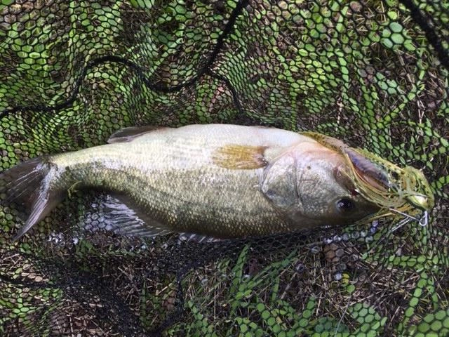 昼過ぎに釣れた2匹目。
遠投して沖にてバイト。
ROBIN　BLADEにてキャッチ。