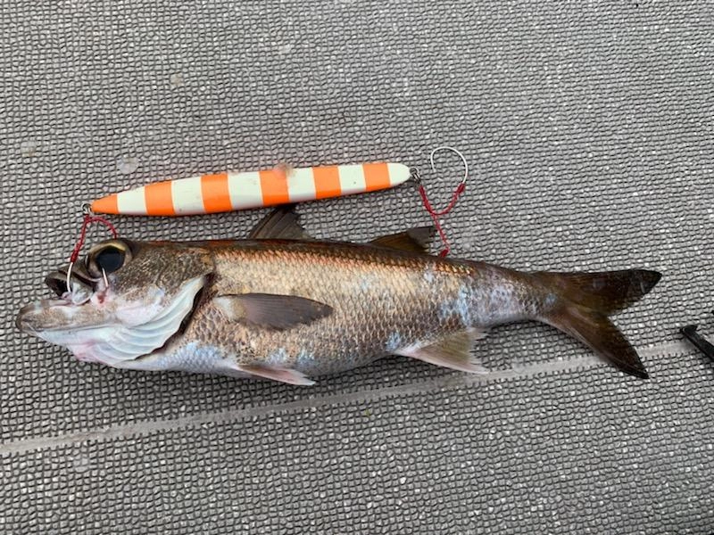 秋のクロムツは初心者の人でも簡単に釣れますよ。
