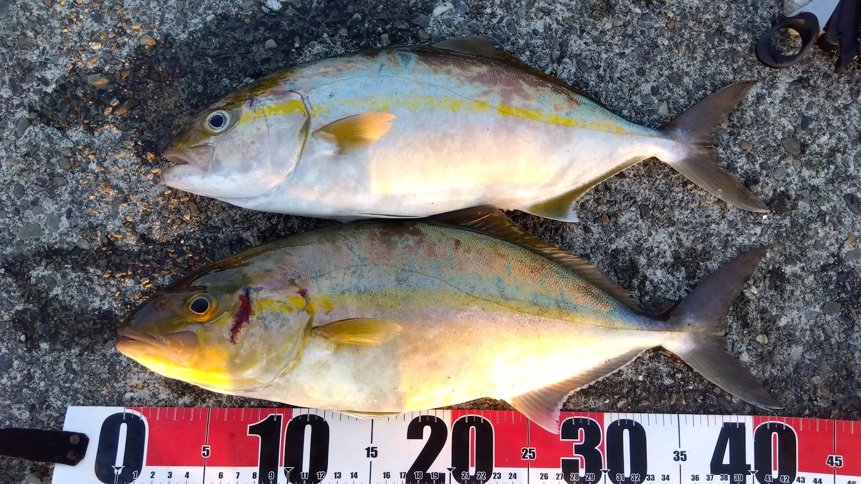 サビキ１投目で釣れたカマスをすぐ泳がせすぐショゴが釣れました。
サビキ２投目で釣れたカマスをまたすぐ泳がせすぐショゴが釣れました。
じゃあ３匹目もとやると時合終了。
まあそんなもんですね。昨日釣れなかった分は回収しました。