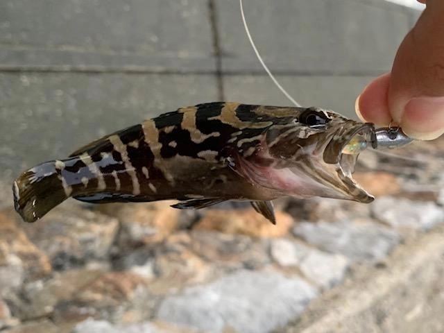 珍しいクエの幼魚。