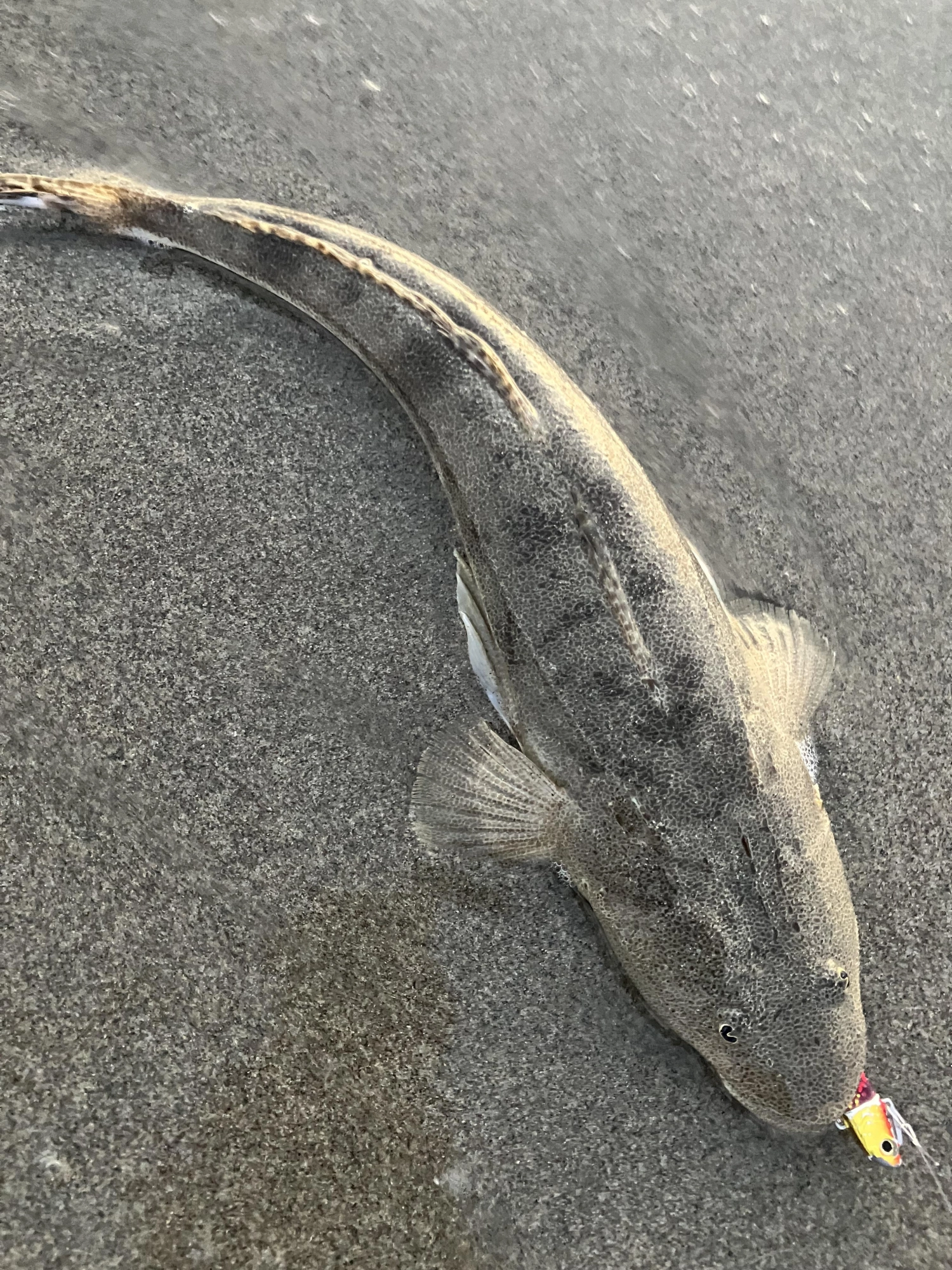 浜王を丸呑みでした