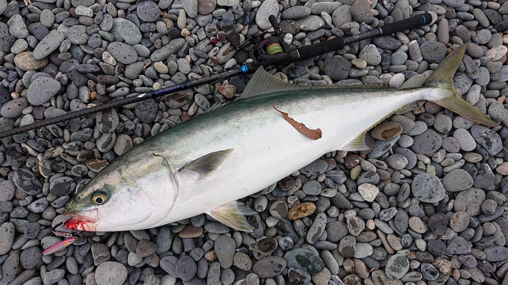 本日も沼津サーフでブリ釣れております！