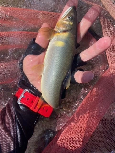 体腔のある綺麗な鮎