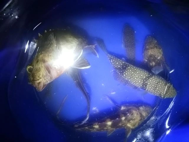 感謝です
