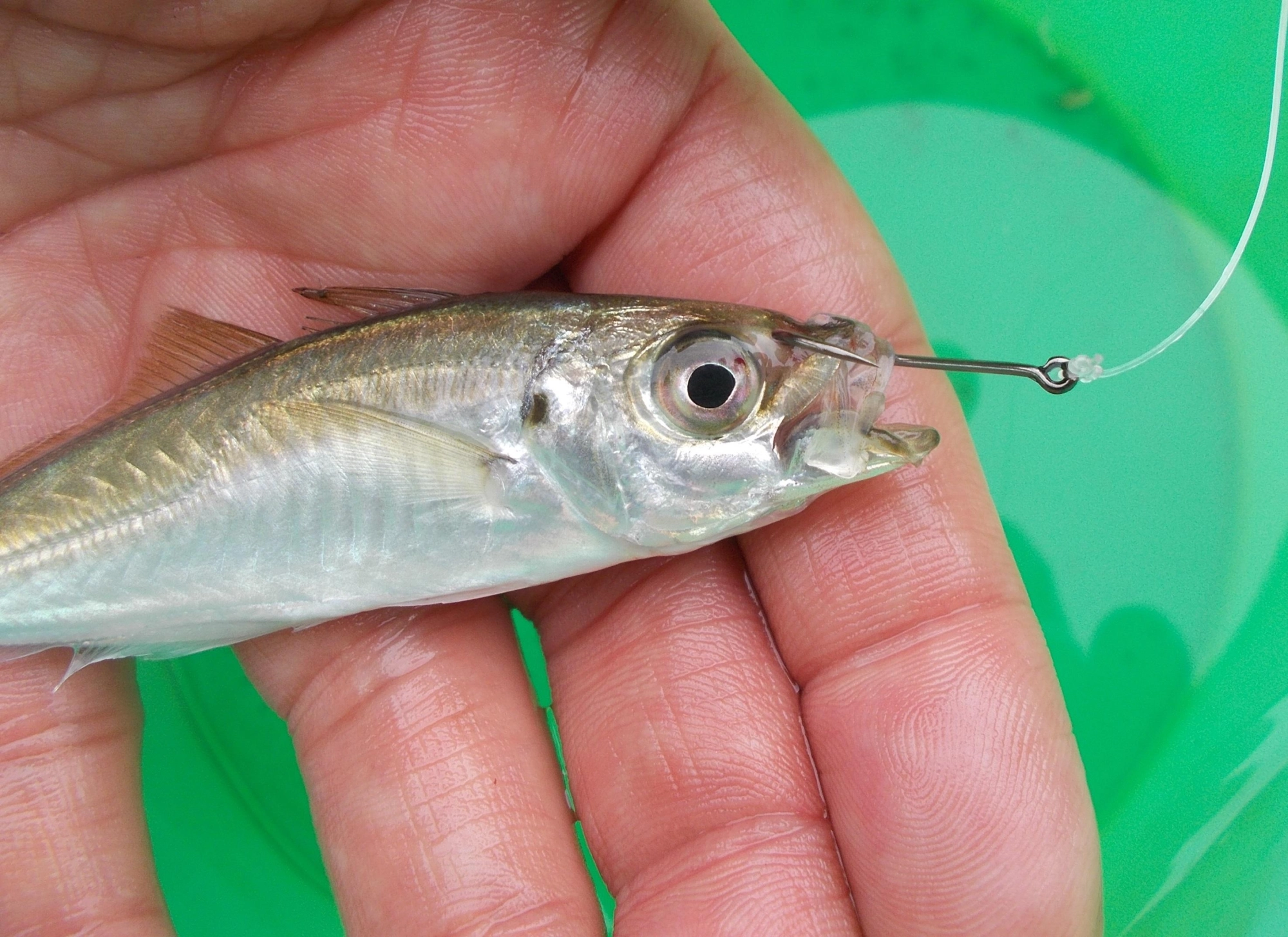 エサの小魚は上顎に針を刺すか、鼻に針を刺します。