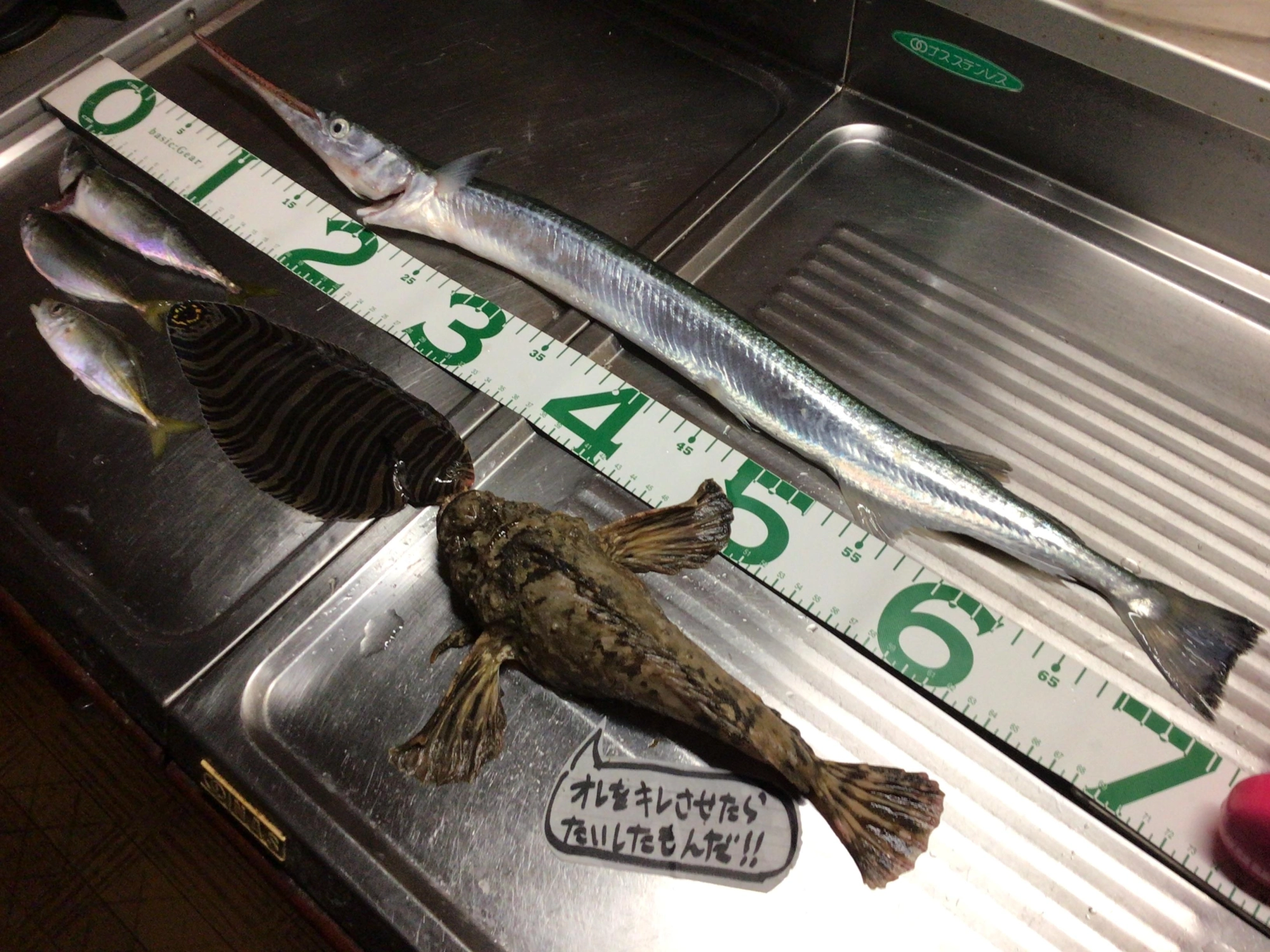 ダツ初GET 71cm❗️鬼カサゴ初GET26cm❗️恵みに感謝デス❗️