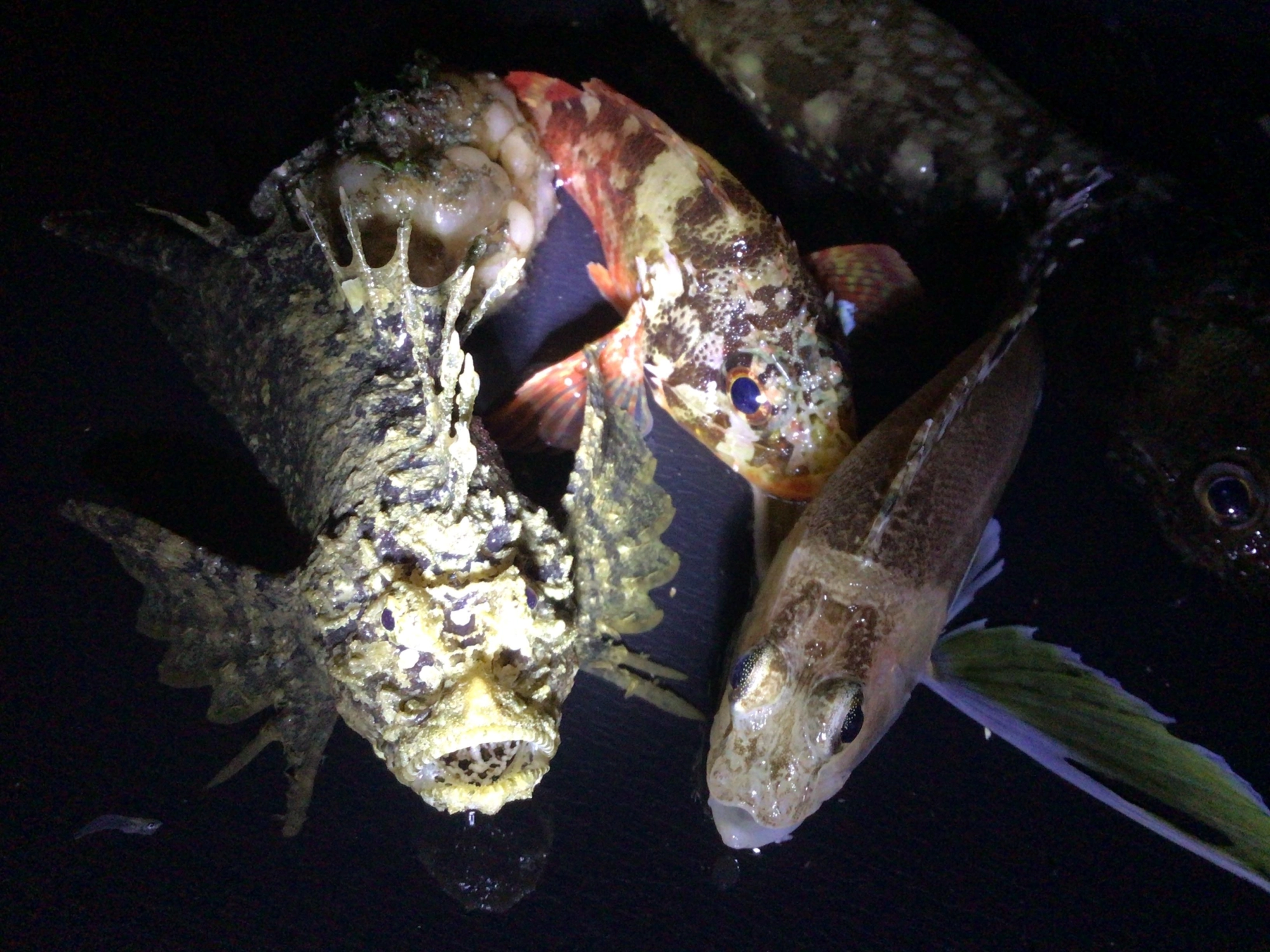 イカツイお魚GETデス❗️