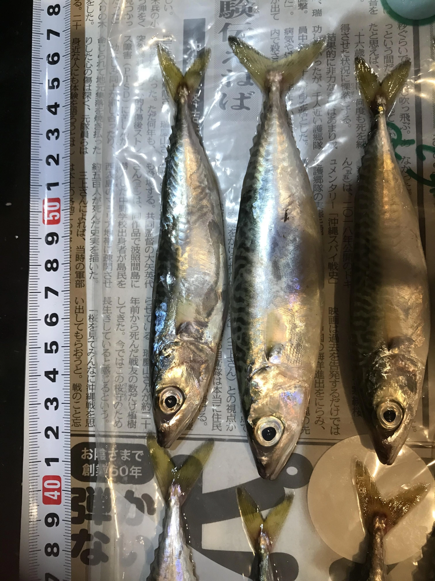 まるまる太ったさかなでした！