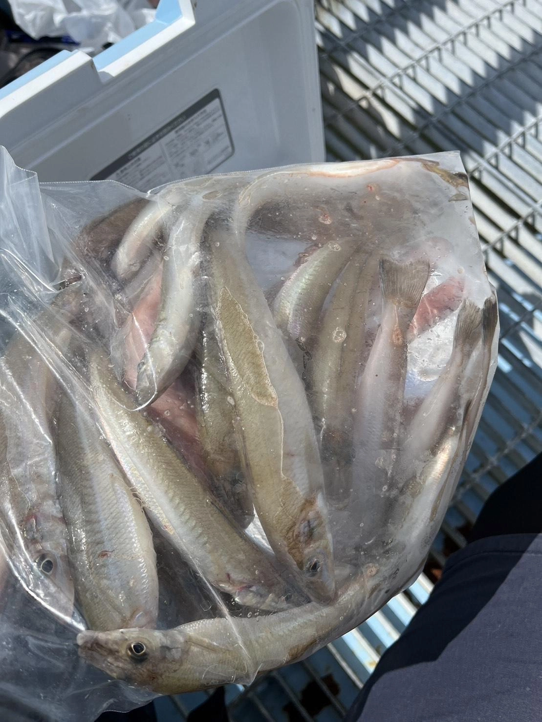サイズも数も釣れました！