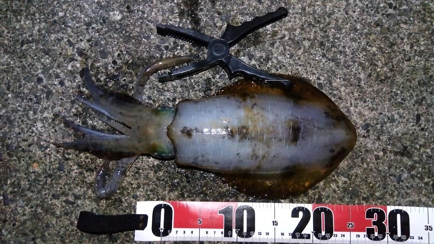 カマス確保が難しく、なんとか３匹確保。
１匹目は青物の食い逃げ、２匹目はアオリイカに齧られ、最後にアオリイカをゲットできました。