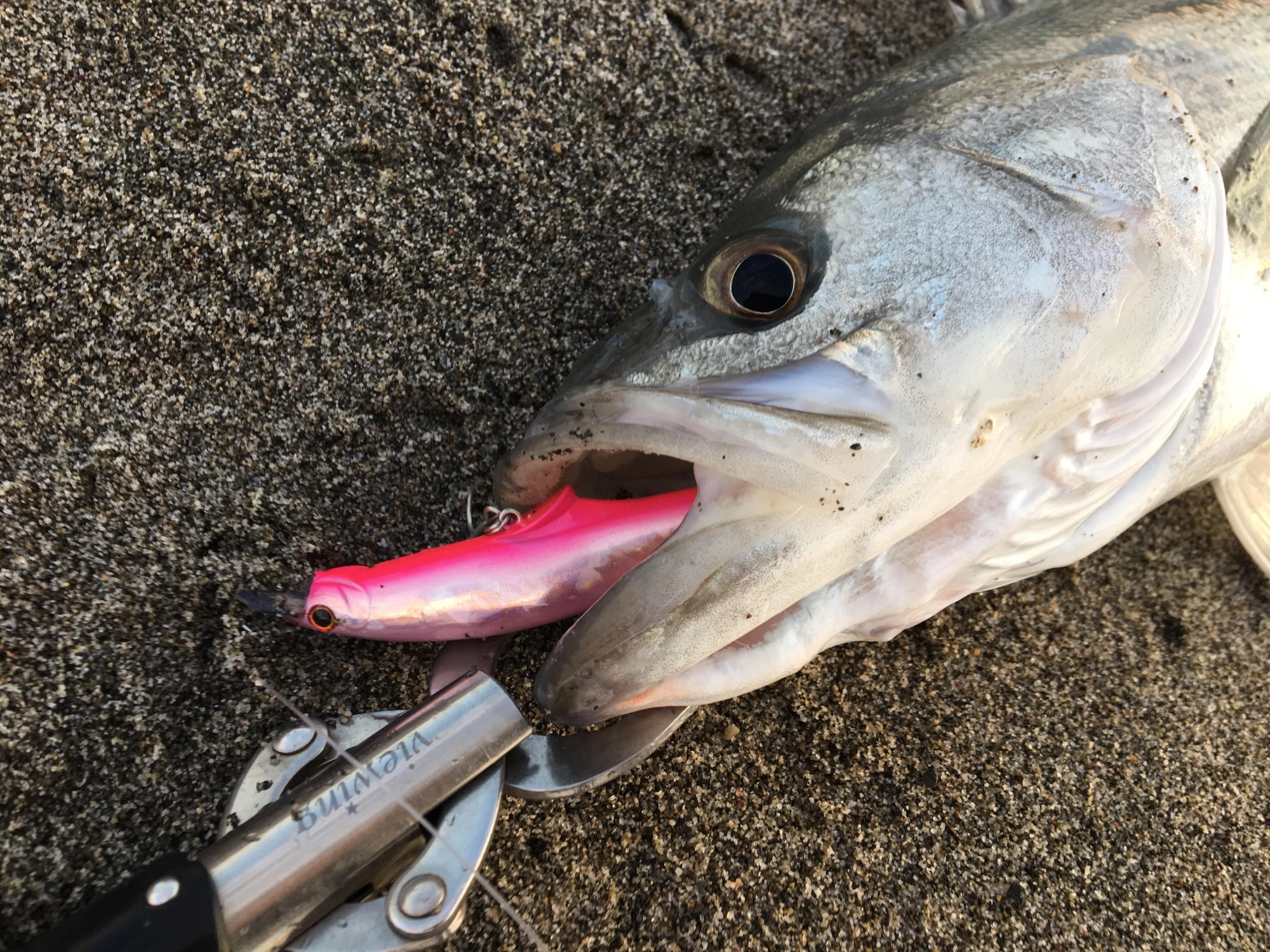 ヒットルアーはジャクソンのＧコントロール！