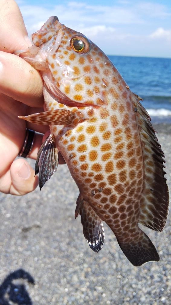 今年はオオモンハタの魚影が濃い！