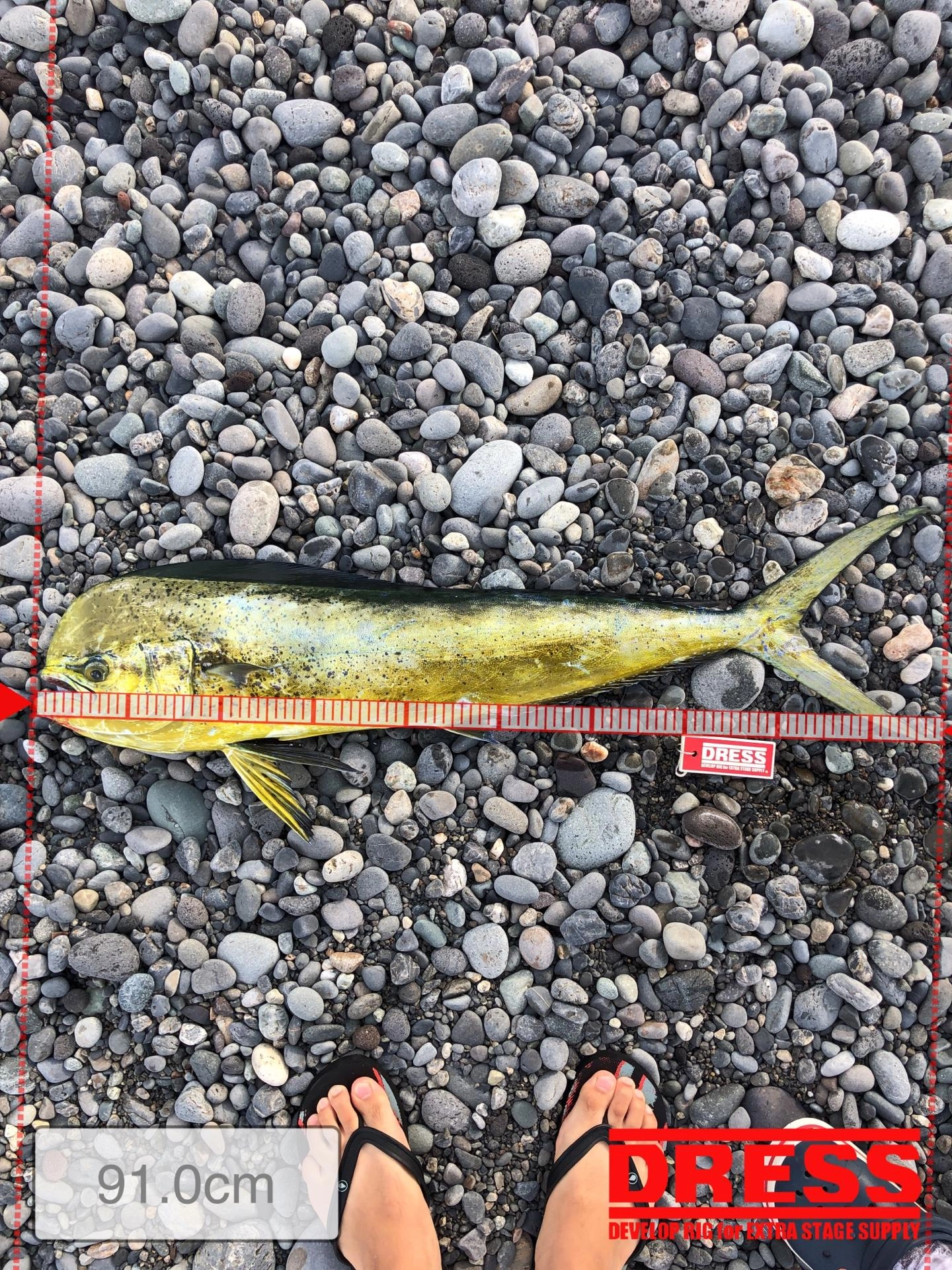 自己最高の91.0cm！
