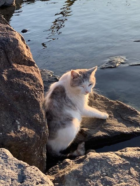 看板猫さん？笑
