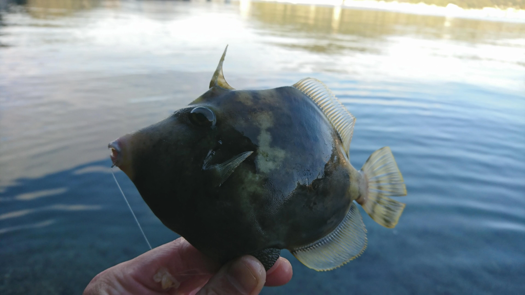 少しずつサイズが上がってきた様子です！水温が高いためカワハギがやや浮き気味の傾向がありました。