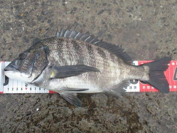 クロダイ38cm：居食いでした