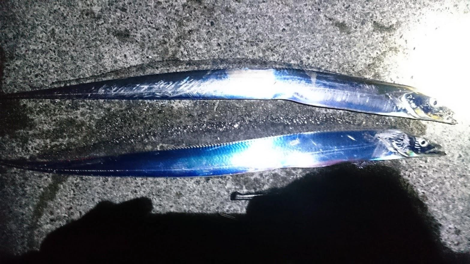 修理後のリールで問題なくテンヤを引けて、ノイズなくアタリが取れました。
実績の無かった冷凍豆鯵で釣れたので、もうしばらく冷凍ストックが使えそうです。
ただ、最強餌である某スーパーのバルト海鰯は最近売っていなくストックが切れたらどうしようか。