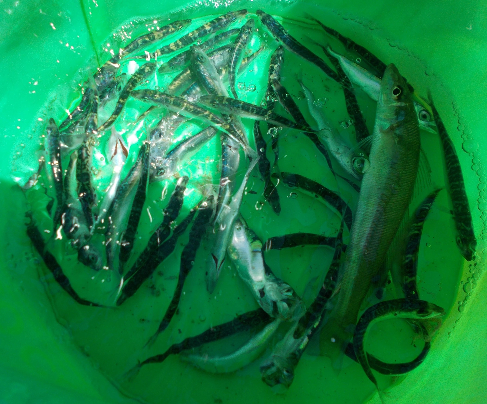 短時間の釣りでしたがバケツの中が見る見る魚だらけに、1匹？という魚入ってますが当初はコレを狙ってたのです。