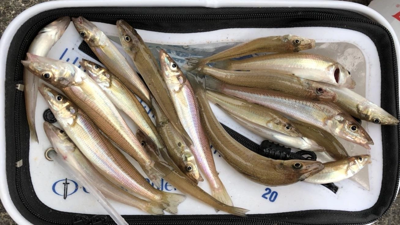 ３人で20匹の釣果でした♪バラつきなく一人6～7匹。雨がなければまだまだ釣れそうでしたよ～。