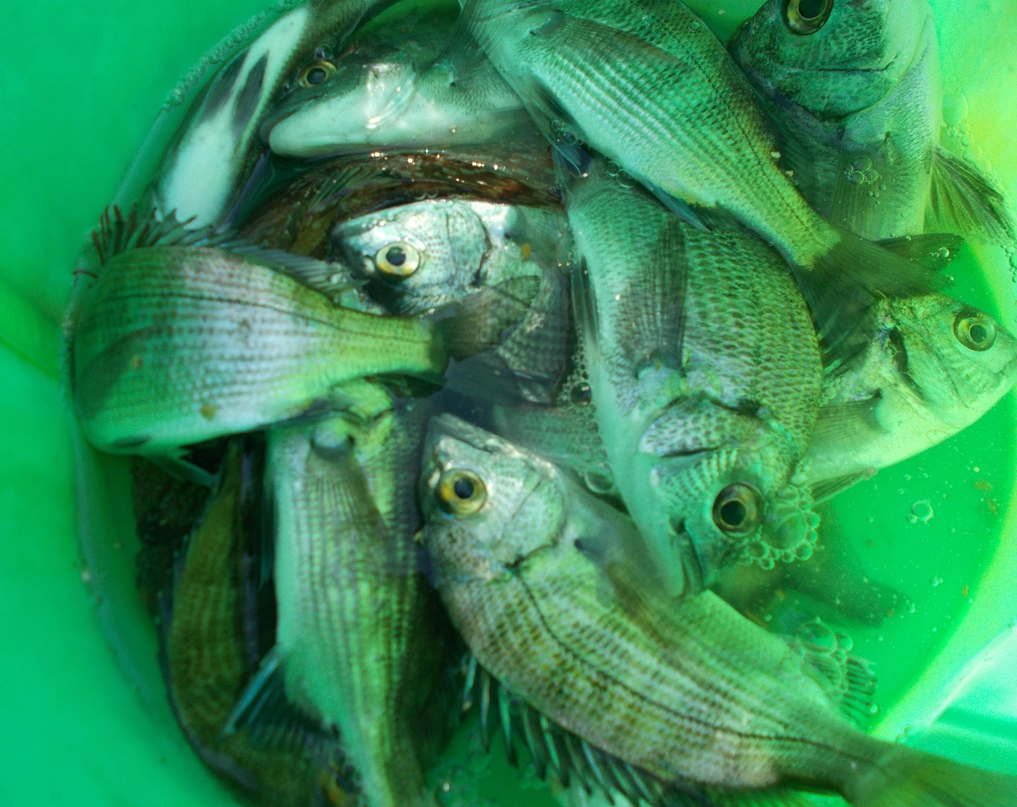 短時間でこれだけの釣果、針を飲まれた数匹を持ち帰り後はリリースしました。
