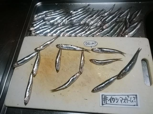 イワシ好調じゃ