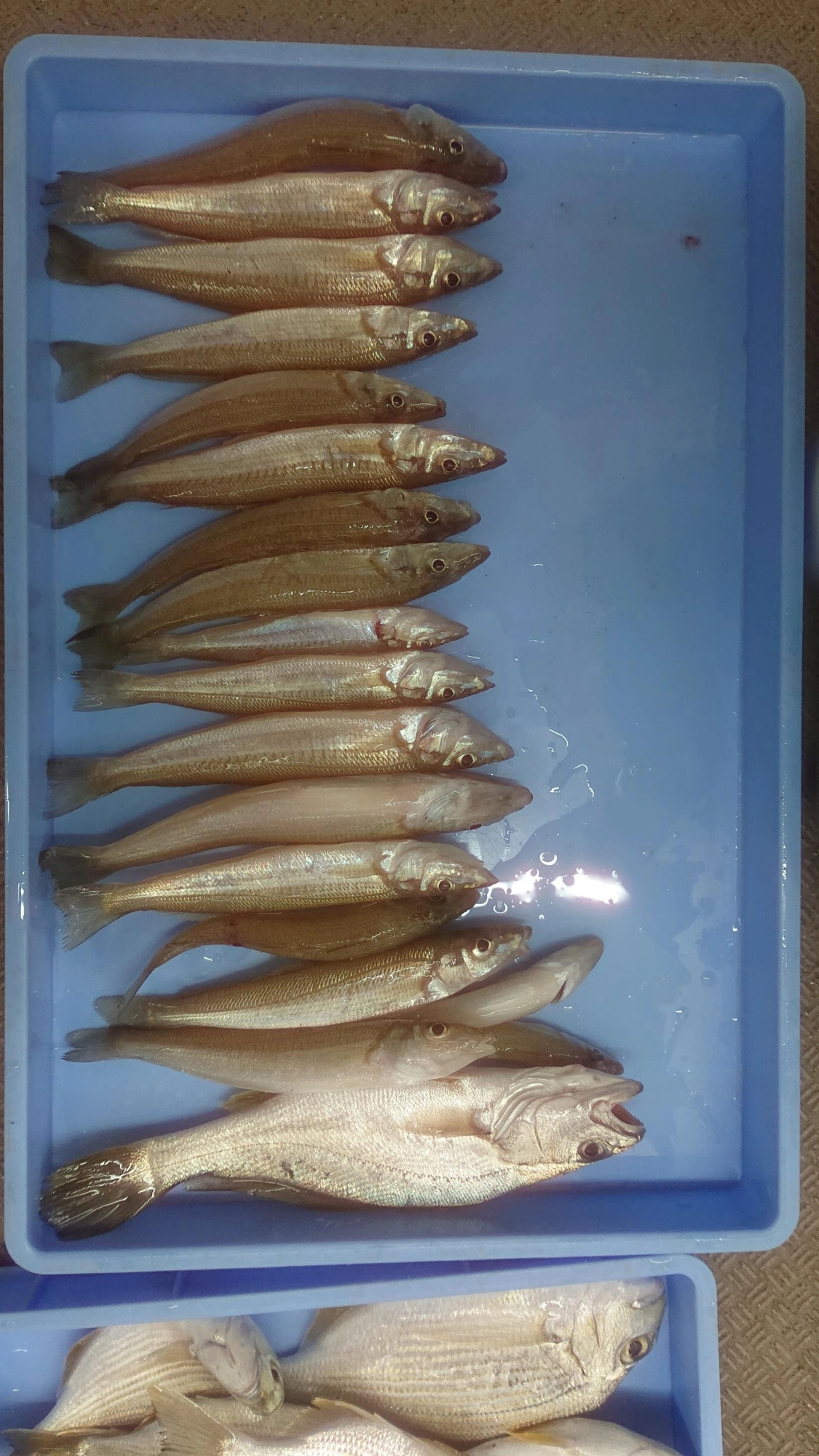 海岸ではシロギスもまだまだ狙えます！