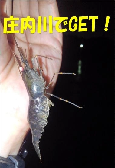 庄内川でも釣れるです！