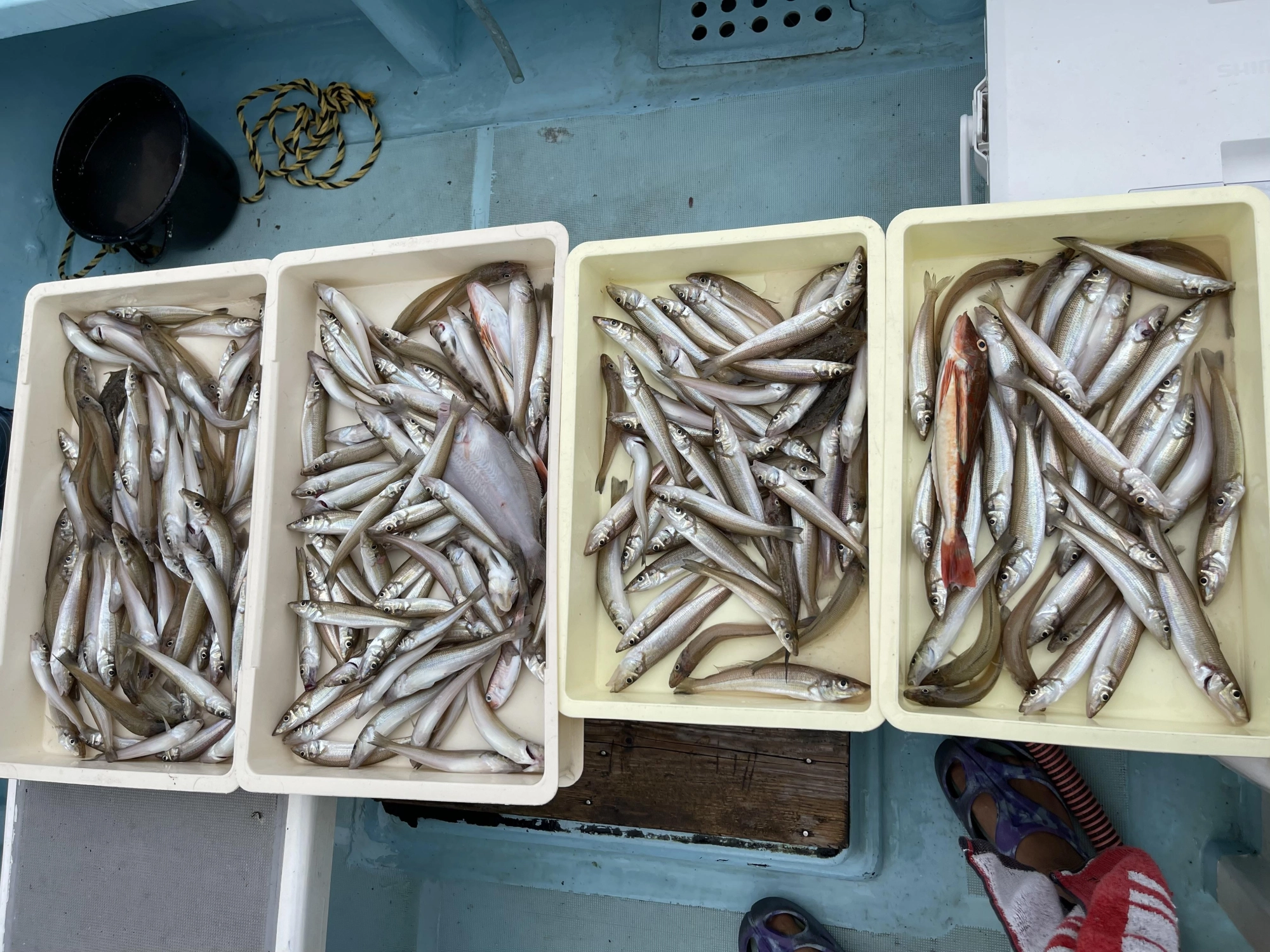 まだまだ居ますよッ‼︎師崎沖にはデカポチャギスがワシャワシャとッ(・∀・)
