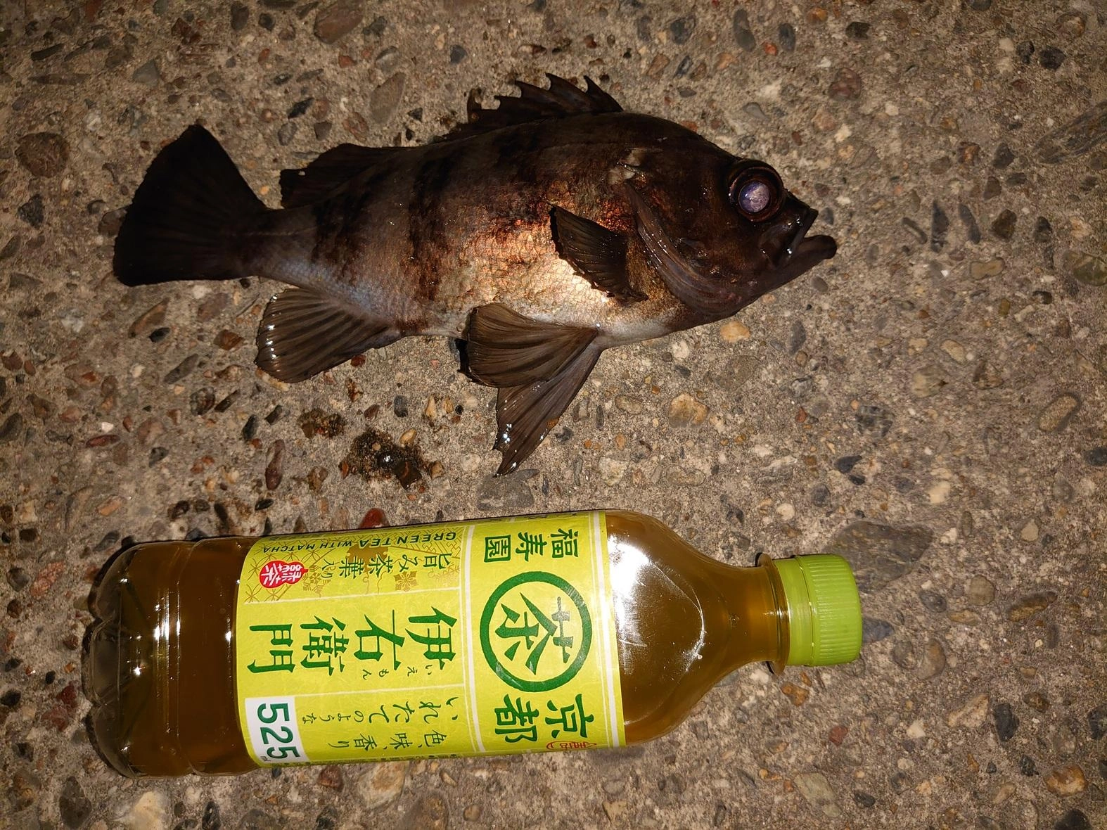 メバル