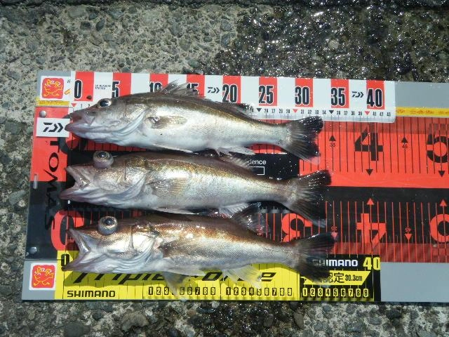 グッドサイズのアラが多数！エサがなくなり帰ってきたようです。
