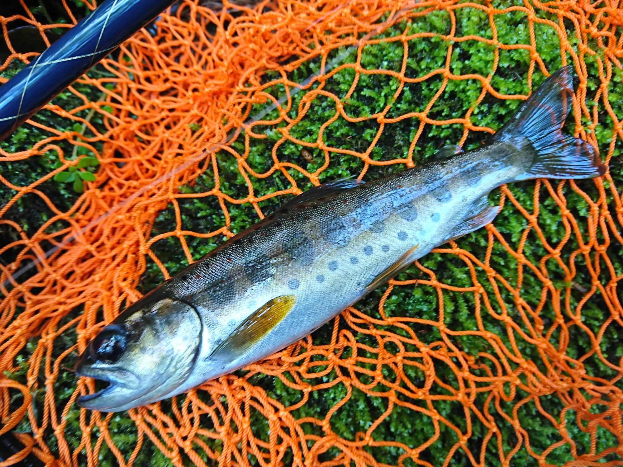 河津川のアマゴの魚影は非常に濃かったです！