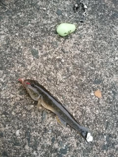 ミャク