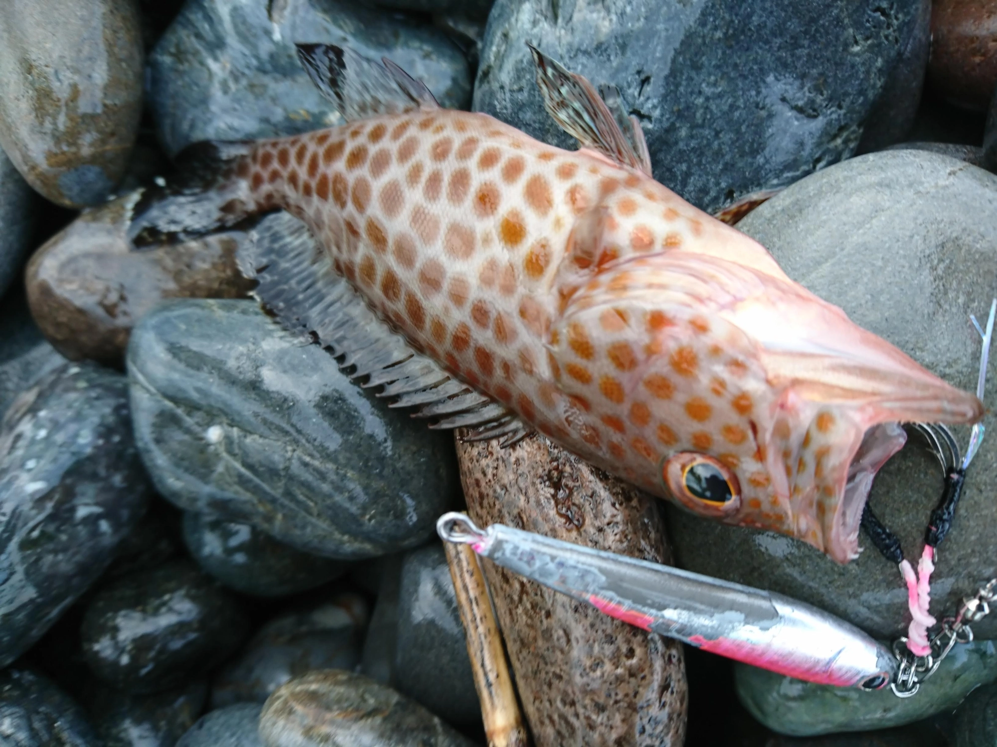 ＴＧジグでオオモンハタが釣れました。