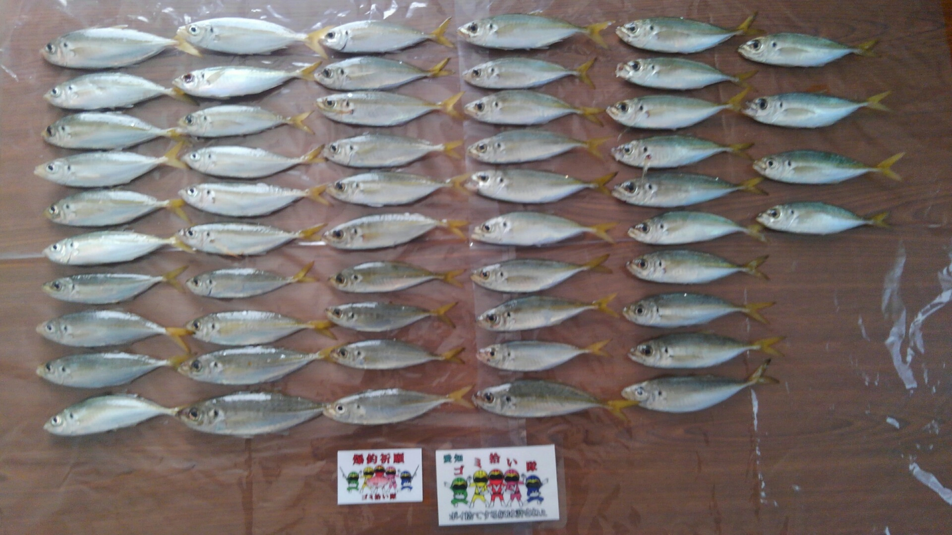 アジ54匹！