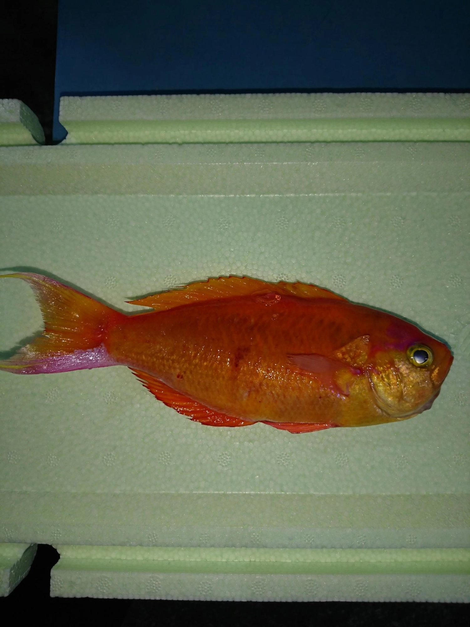 派手なカラーの魚ですがフライや煮つけなどでいただけますよ。