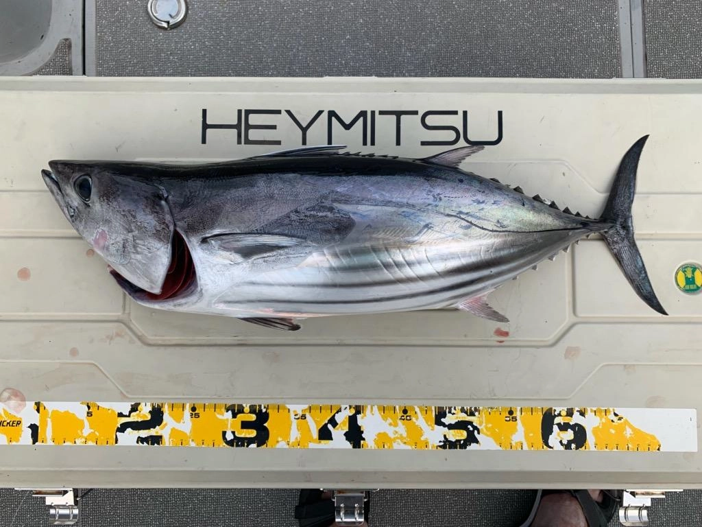 ４ｋｇ・６０ｃｍと引き味抜群のカツオです♪