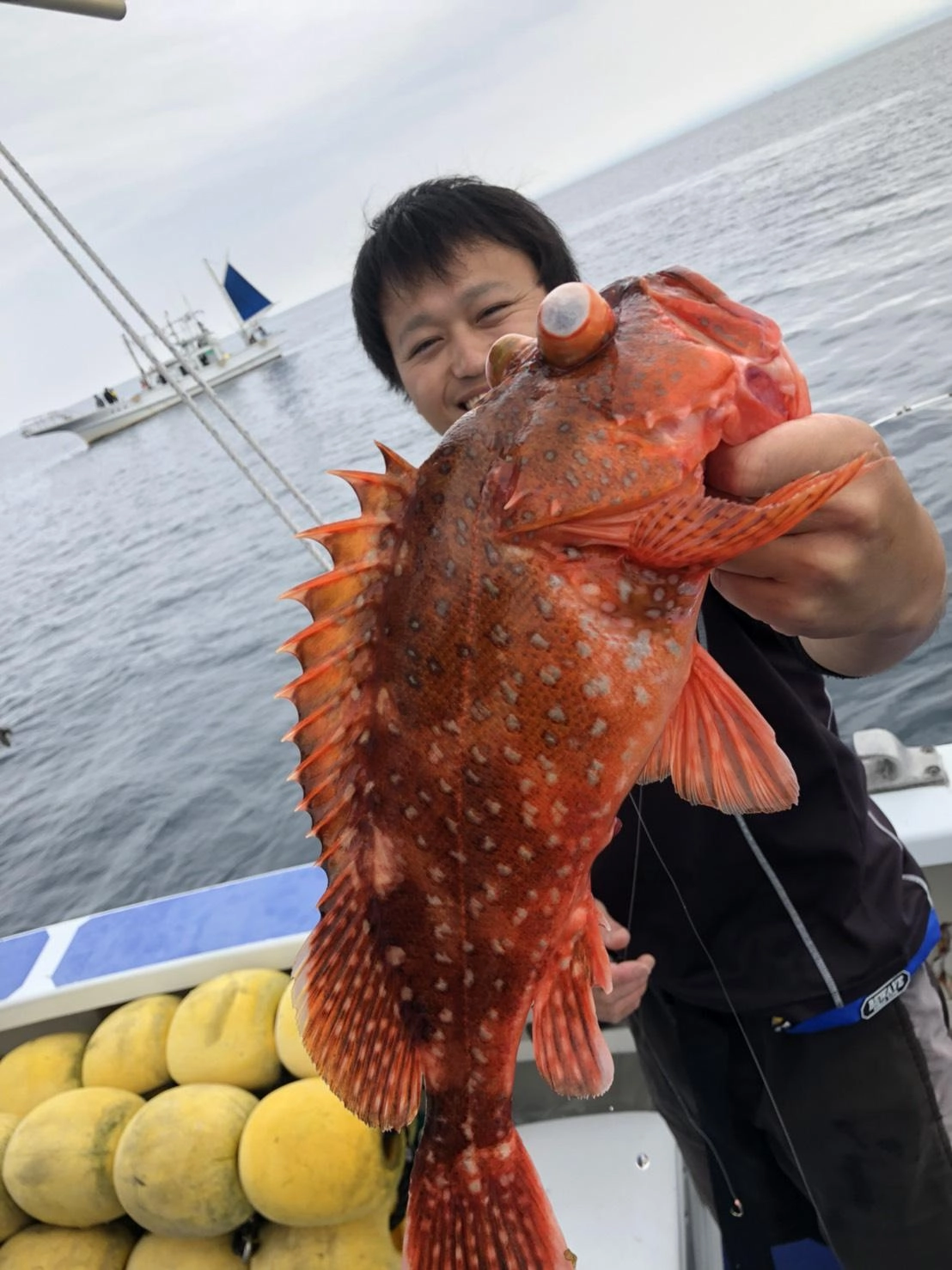 良型のウッカリカサゴが釣れました！