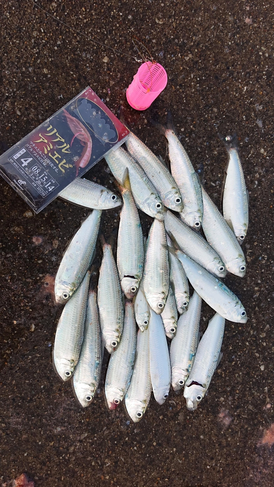 赤羽根漁港ではサビキ釣りでサッパが好調！