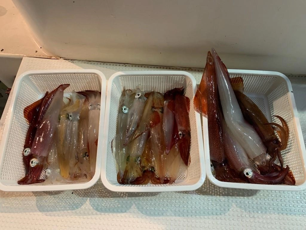 サイズはパラソルから小型までバラバラでしたが、当日は浅棚の方が釣れるサイズが良かったです。