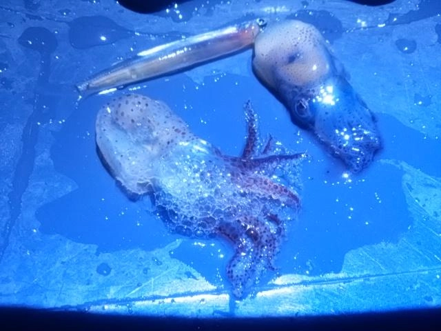 いかイワシ