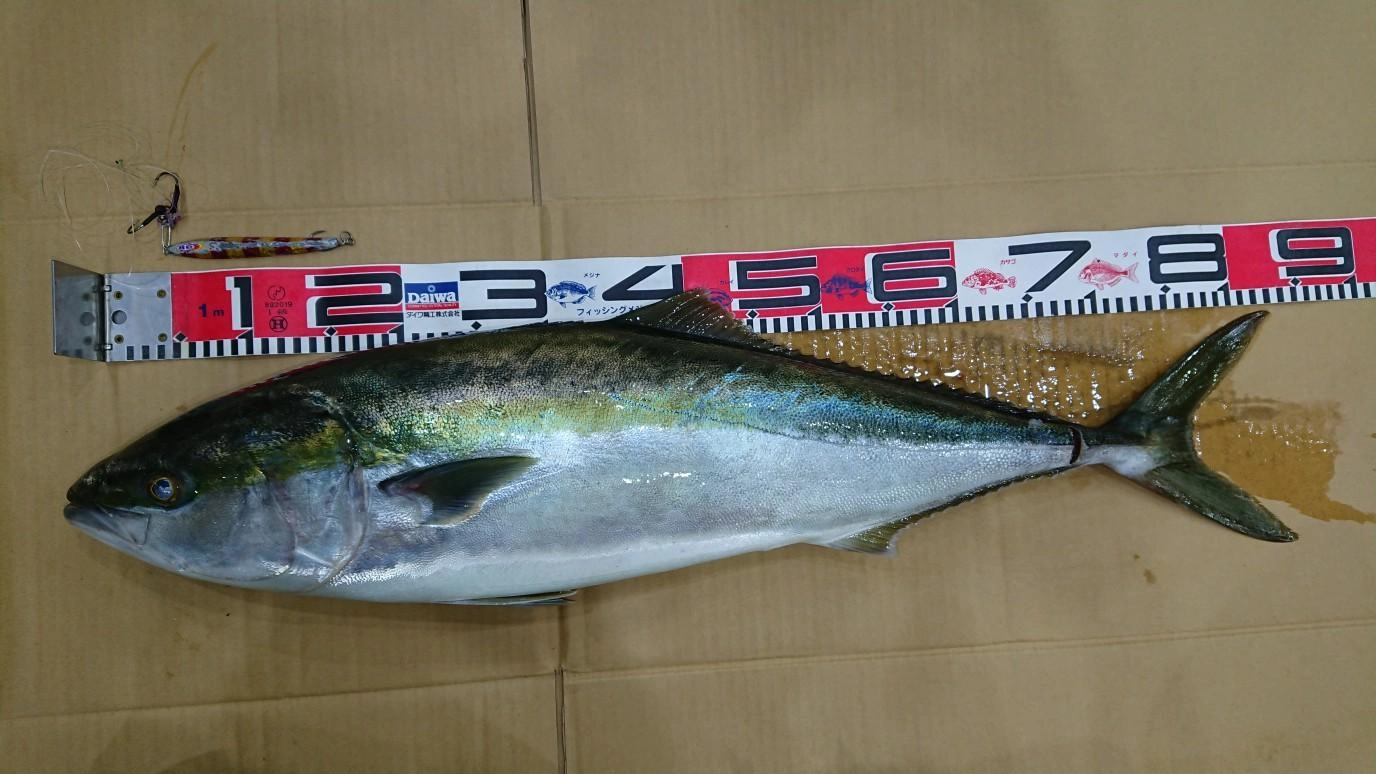 83cmの良型ワラサです！ヒットルアーはアカキン系の80gジグでヒット！