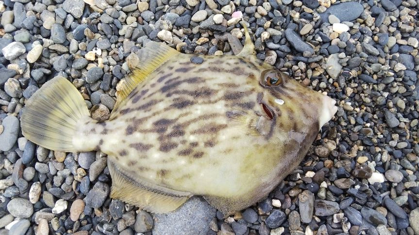 大荒れ後の調査に行ってきました。