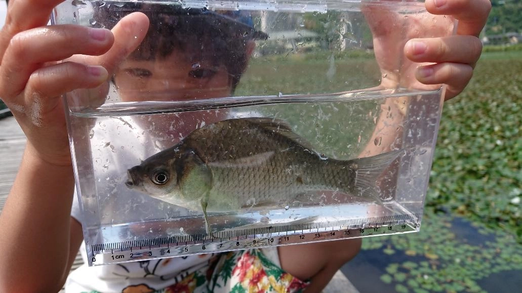 釣った魚を観察してみよう！