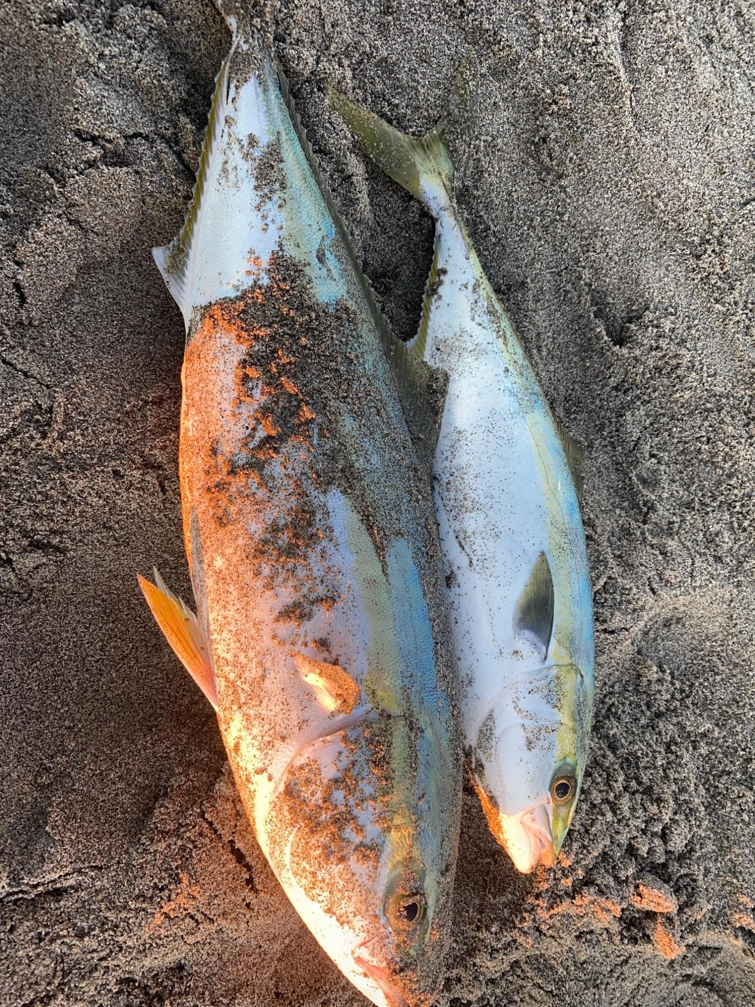 周りもまずまず釣れていました♪