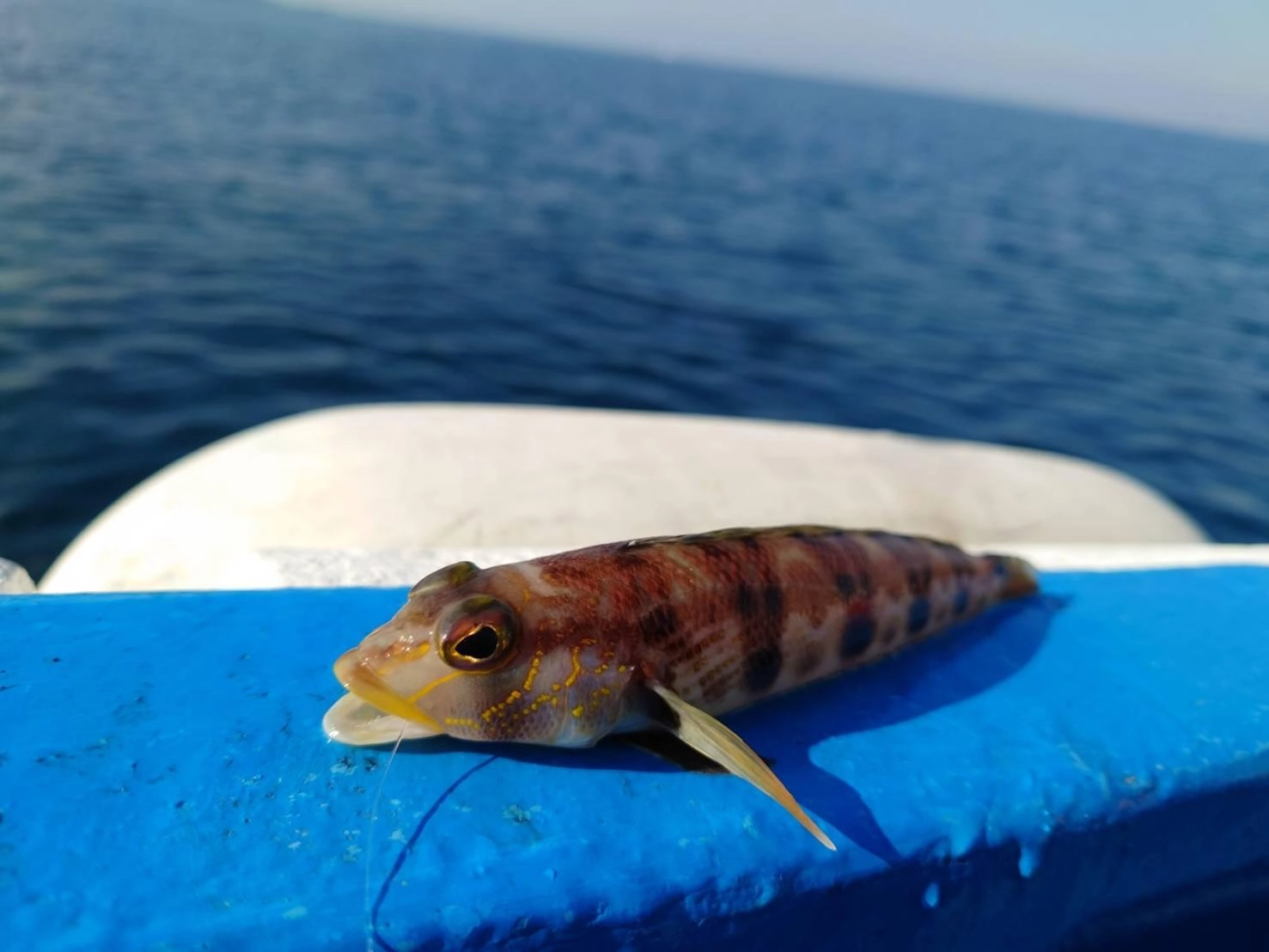 様々な魚が釣れてとてもおもしろいです！