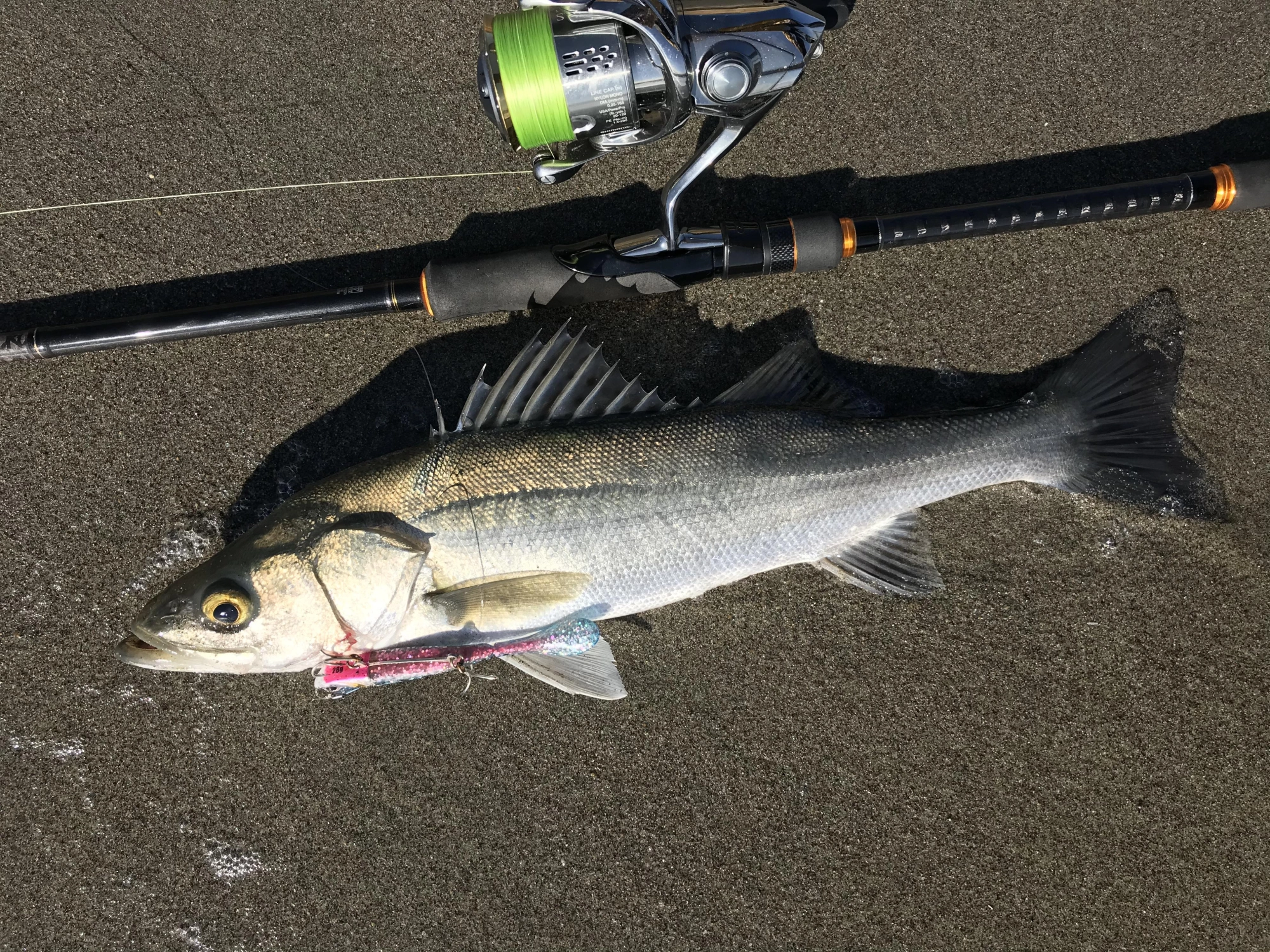 綺麗な魚体でした