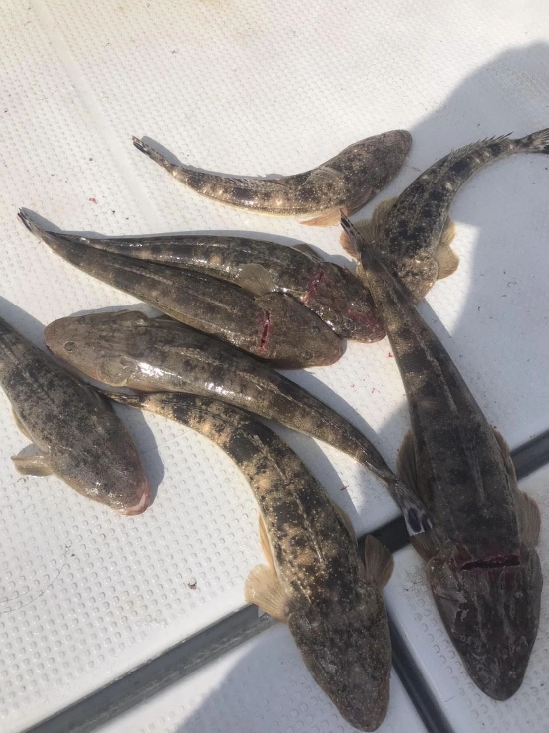 マゴチも釣れています♪タイラバ60～80ｇ♪