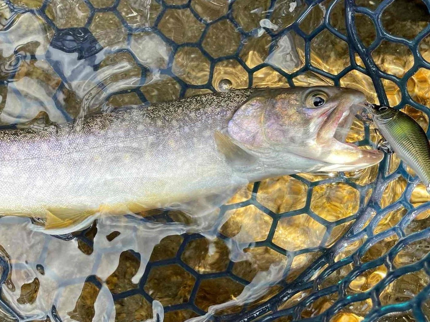 渓流初物はイワナ、他にも追いかけてくる魚、バラシもあり楽しめたそうです。