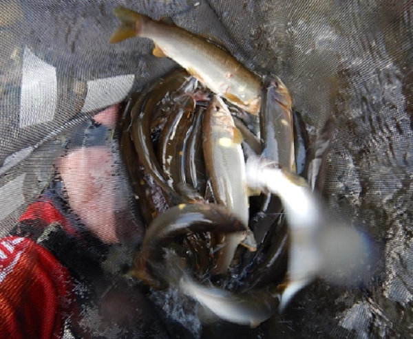 釣果