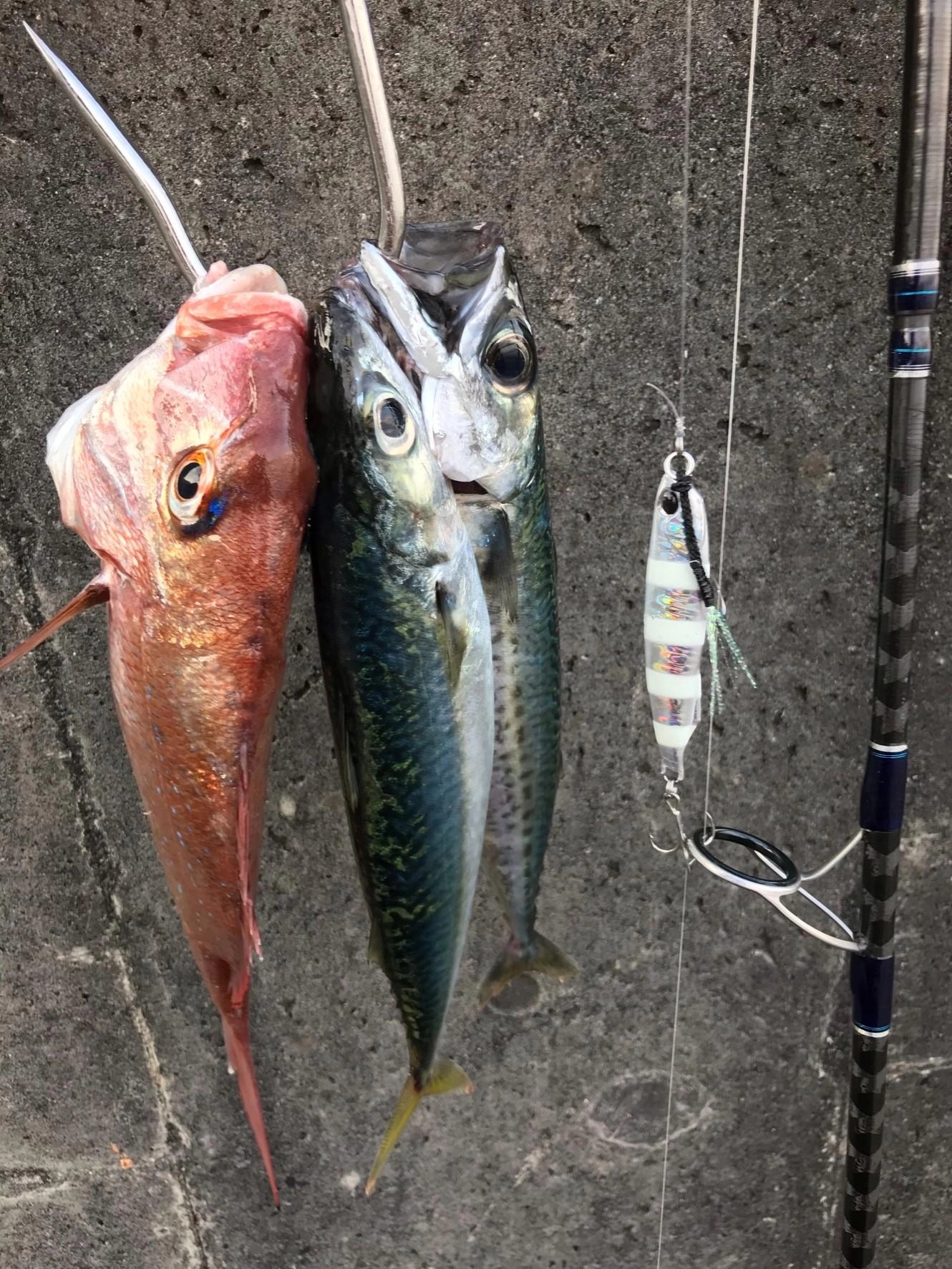 サバも釣れました！